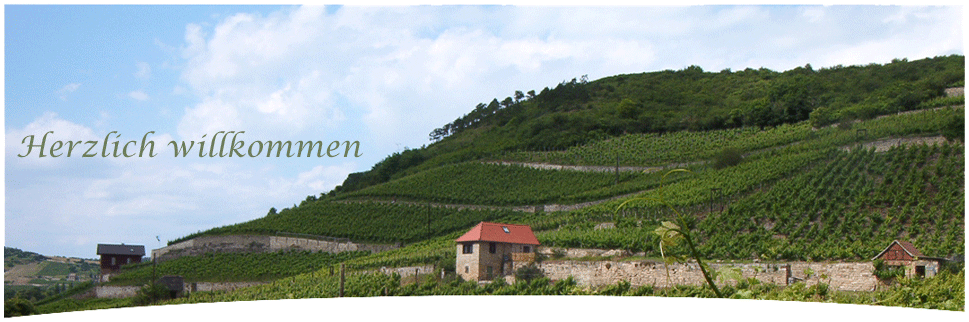 Blick vom Weinhaus über die Weinberge